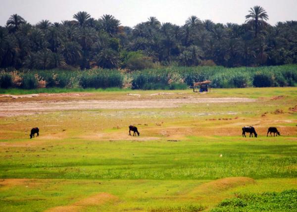 12_04-07-11_ Nile Valley & Delta ���޺ӹ���������-10001.JPG