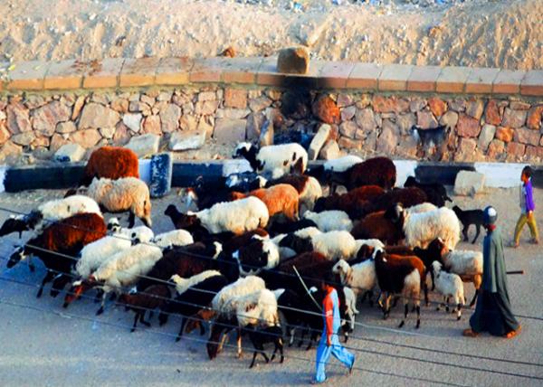 46_04-08-11_ A Flock of Sheep & Shepherds ��Ⱥ��������0001.JPG
