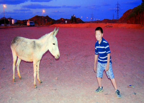 01_04-09-11_ Meet Donkey @ Arabian Desert ������ɳĮ������ë¿0001.JPG