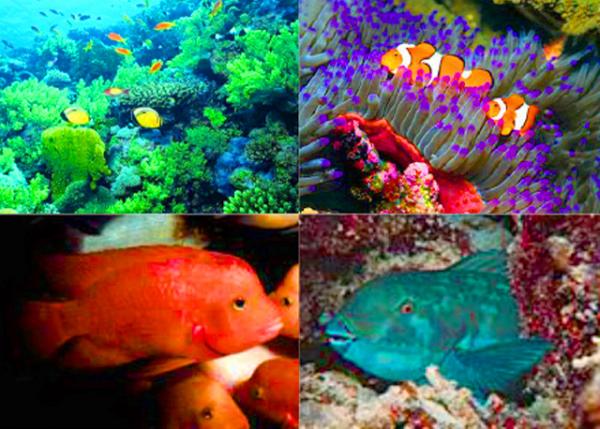 17_04-10-11_ Fish-1.jpg