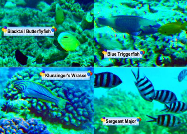 18_04-10-11_ Fish-2.jpg