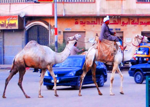 76_04-02-11_ Jaywalk_ Cairo-10001.JPG