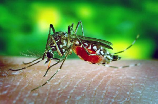 1783100361376809.jpg Aedes_aegypti_bloodfeeding_CDC_Gathany0001.JPG
