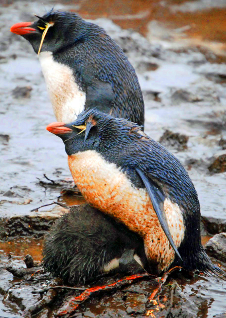 03_12-30-12_ Rockhopper Penguins-100010001.JPG