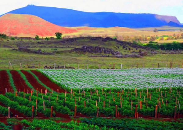 01_12-16-12_ Easter Island_Agricultural Plantation ũҵ��ֲ԰-110001.JPG