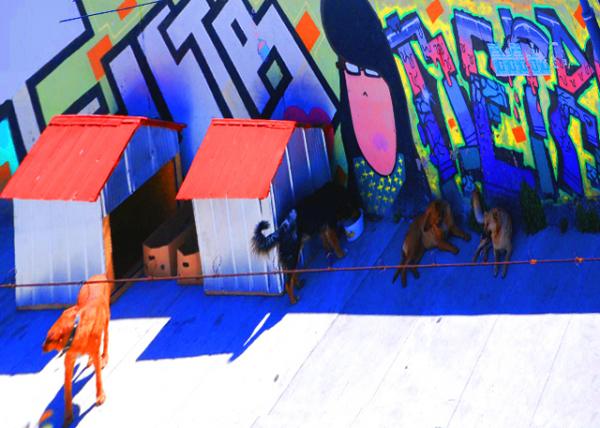 25_12-22-12_ Street Dogs.jpg