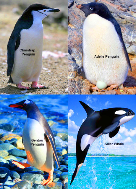 1783275767820498.jpg 21_Animals0001.JPG