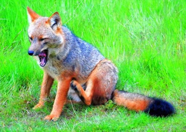 20_12-28-12_ Tierra del Fuego NP_Red Fox, Eye-ducking in the River�����0001.JPG