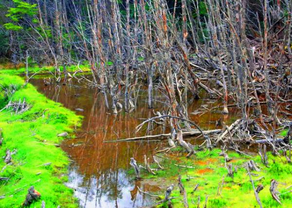 21_12-28-12_ Tierra del Fuego NP_Beaver Dam �����-20001.JPG