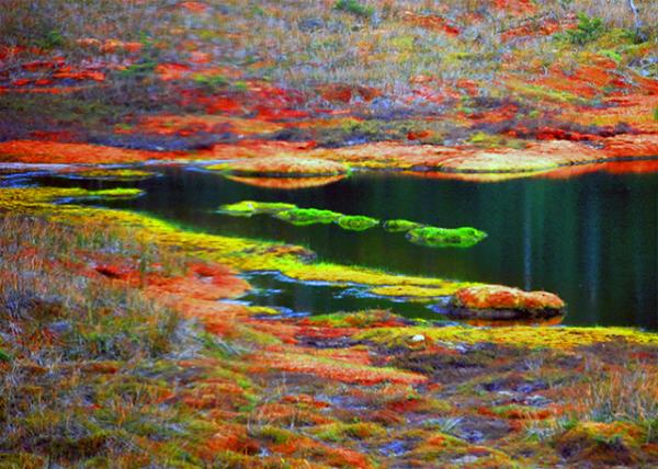 22_12-28-12_ Tierra del Fuego NP_Iron-Containing Colorful Creek �����Ķ��Ϫ��-20001.JPG