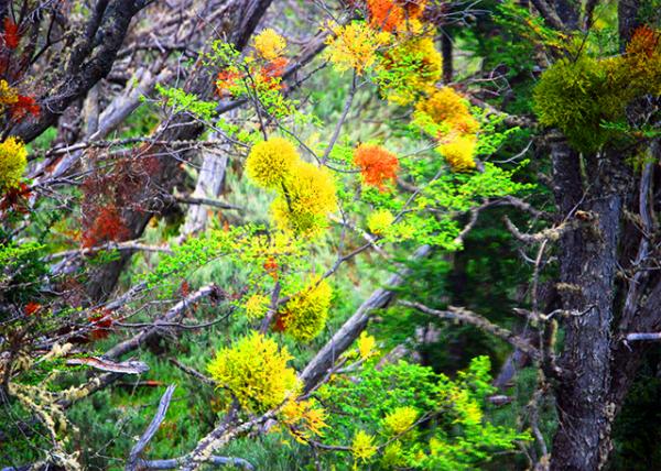 23_12-28-12_ Tierra del Fuego NP_Chinese Lanterns �й�����0001.JPG
