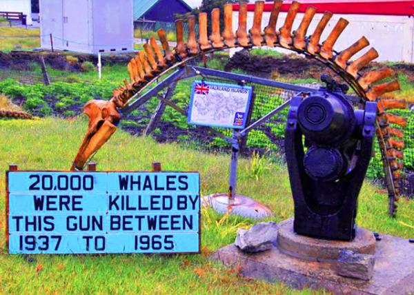 09_12-30-12_ Falkland Islands Museum and National Trust_Whale Gun ������Ⱥ������ݺ͹������л���ᡤ����ǹ0001.JPG