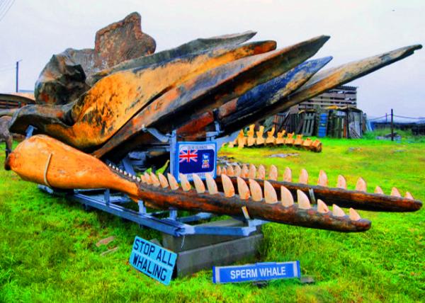 10_12-30-12_ Sperm Whale Jaws Ĩ�㾨�0001.JPG
