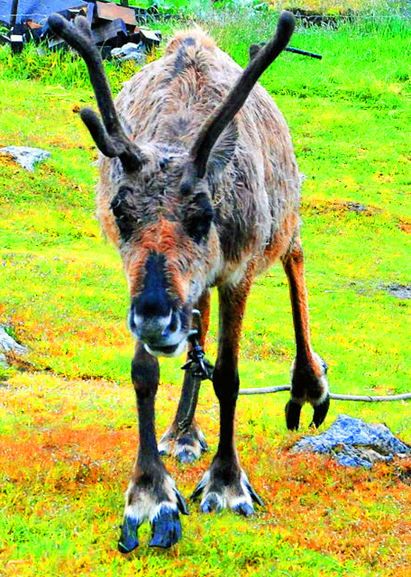 1783304390226426.jpg 11_12-30-12_ Falkland Islands Museum & National Trust_Reindeer 驯鹿-10001.JPG