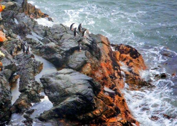 17_12-30-12_ Berkeley Sound_Rockhopper Penguin Colony ������Ӫ-20001.JPG
