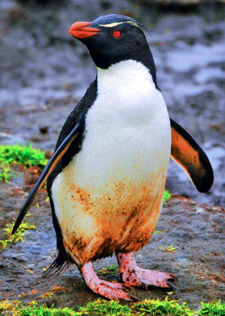 1783305131558269.jpg 19_12-30-12_ Rockhopper Penguin-30001.JPG