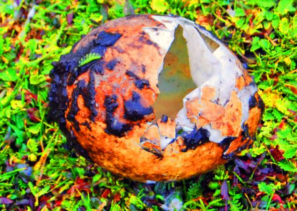 20_12-30-12_ Rockhopper Penguin's Egg0001.JPG