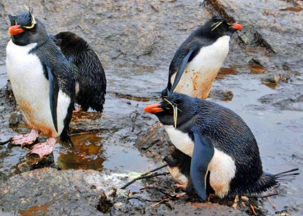 21_12-30-12_ Rockhopper Penguins-30001.JPG