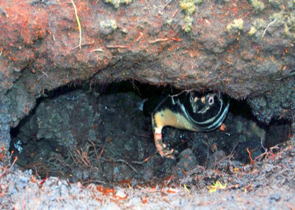 23_12-30-12_ Magellanic Penguins Burrow ��������춴Ѩ-10001.JPG