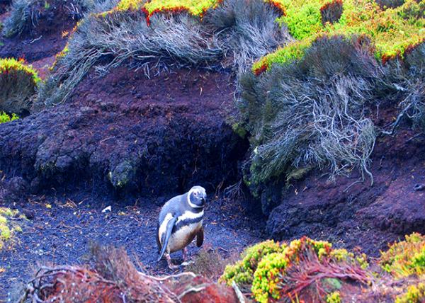 24_12-30-12_ Magellanic Penguins Burrow ��������춴Ѩ-20001.jpg