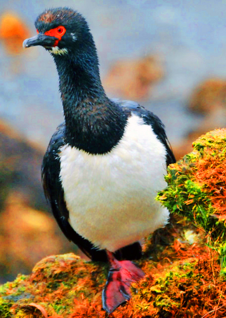 1783305571713116.jpg 26_12-30-12_ Rock Cormorant 岩鸬鹚0001.JPG