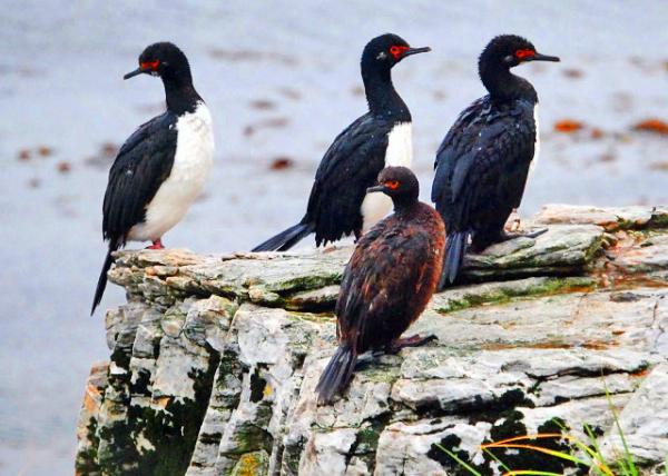 27_12-30-12_ Rock Cormorants_3 Rock Cormorants & A Juvenile (��ֻ������������0001.JPG