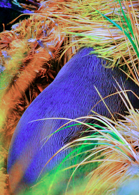 1783305617997547.jpg 28_12-30-12_ Hidden Sea Lion 藏身的海狮0001.JPG