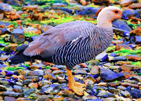 29_12-30-12_ Steamer Duck Flightless & Endemic to the Falkland Islands ��Ѽ-10001.JPG