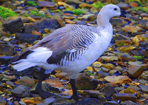 30_12-30-12_ Male Steamer Duck. Flightless & Endemic to the Falkland Islands����Ѽ-10001.jpg