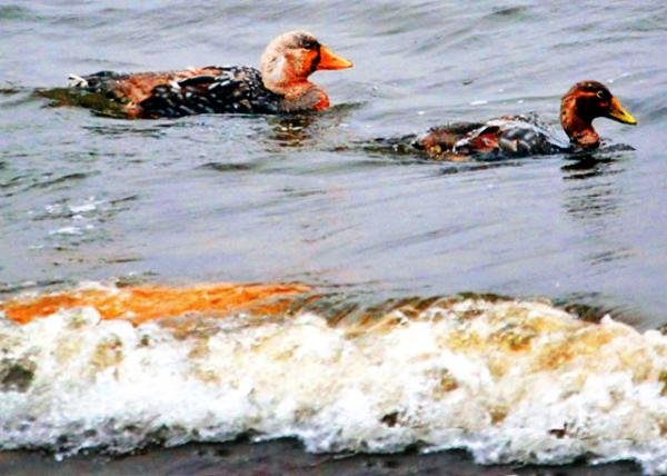 31_12-30-12_ Steamer Ducks-10001.JPG