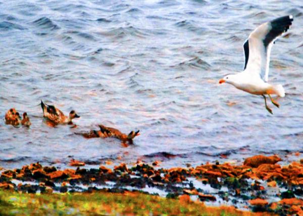 32_12-30-12_ Steamer Ducks Yelled to A Seagull ��Ѽ����Ԥ�����-20001.JPG
