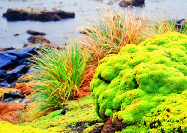 36_12-30-12_ Yareta, a Unique, Cushion-Like Plant in S America ���������������صĵ�״ֲ��0001.JPG