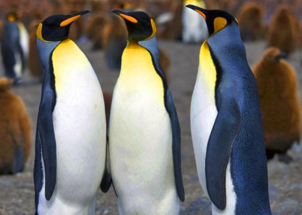 33_King Penguins �����0001.JPG