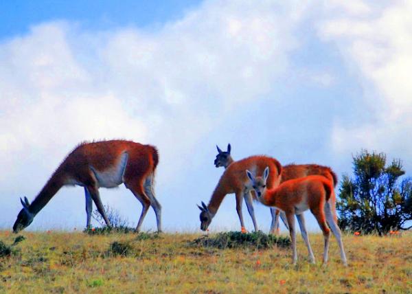 12_01-01-13_ Guanacos ��������˹ɽ������-20001.JPG