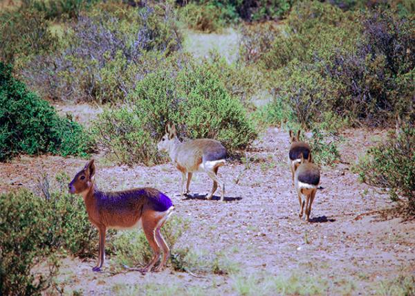 13_01-01-13_ Patagonian Mara ����������������-20001.jpg