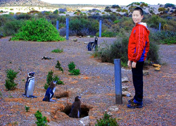 17_01-01-13_ Magellanic Penguin Rookery ��������췱ֳ��-10001.JPG