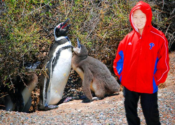 17_01-01-13_ Magallenic Penguins-30001.jpg