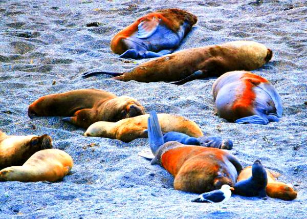 19_01-01-13_ South American Sea Lions & Elephant Seals �Ϻ�ʨ���󺣱�-30001.JPG