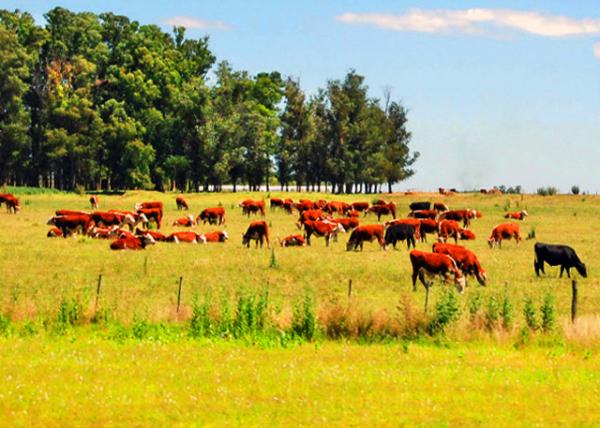 02_01-03-13_ Scrubby Woodland ��ľ��_ Uruguay0001.JPG