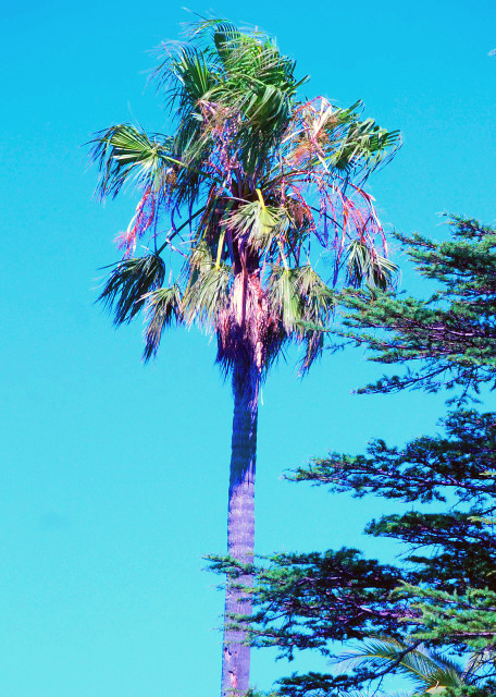 1783386278288115.jpg 40_01-03-13_ Native Palm Tree0001.JPG