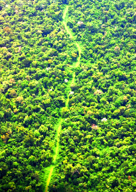 1783471687471084.jpg 03_01-06-13_ Rainforest 热带雨林0001.JPG