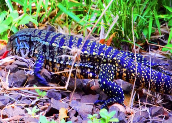 27_01-06-13_ Argentine Giant Tegu ����͢��������-10001.JPG
