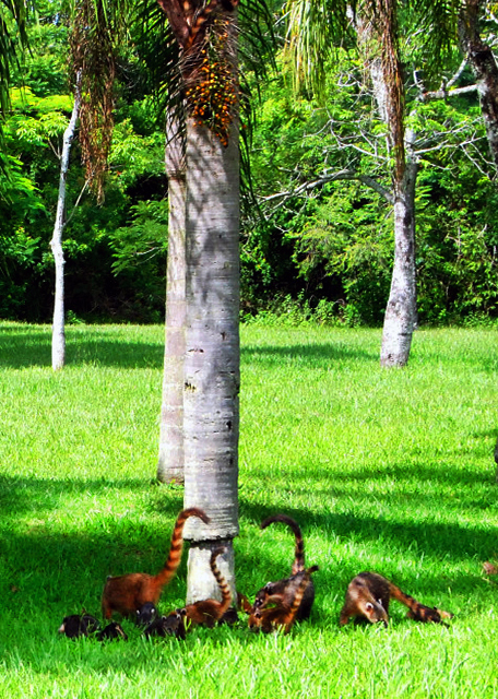 1783476070801232.jpg 28_01-06-13_ Coatis-10001.JPG