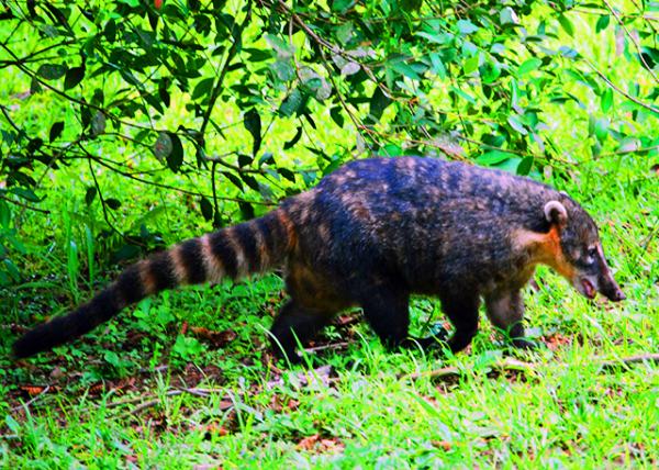 29_01-06-13_ Coatimundi �������-10001.JPG