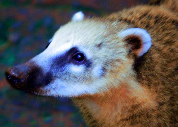 30_01-06-13_ Coatimundi-20001.JPG
