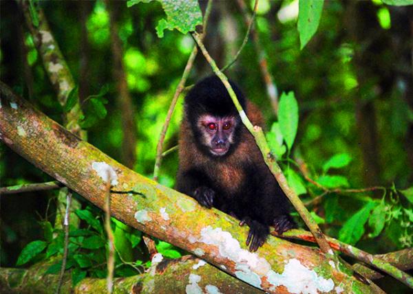 31_01-06-13_ Capuchin Monkey0001.JPG