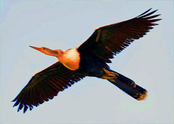 33_01-06-13_ Anhinga Long-Necked ��Snake Bird ����0001.JPG