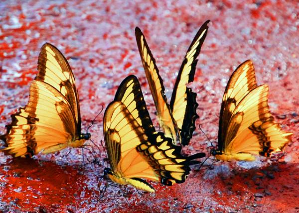 01-06-13_  Broad-banded Swallowtail ����β����0001.JPG