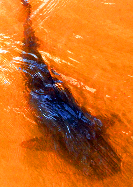 1783476261791995.jpg 35_01-06-13_ Dourado Fish0001.JPG