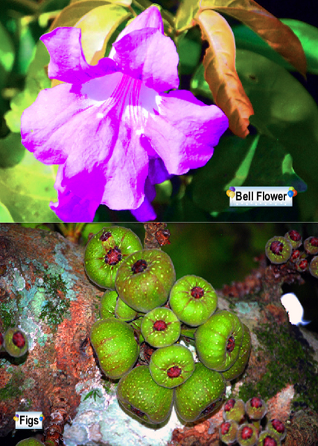 1783476366975217.jpg 36_01-06-13_ Plants0001.jpg